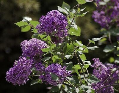 Lillà (Syringa Vulgaris) Pianta Ornamentale In Vaso 18 Cm - Altezza 40-50 Cm, Fioritura Profumata Maggio-Giugno, Resistente Al Freddo