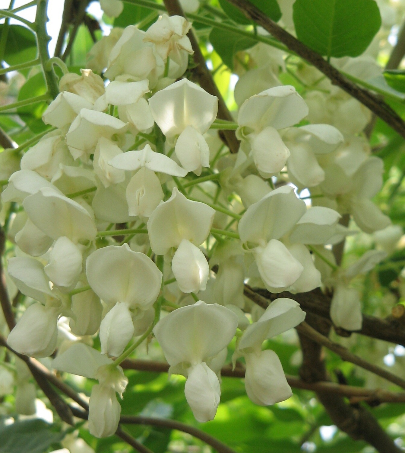Glicine Bianco, Wisteria floribunda 'Alba' - vaso Ø13 cm, h 80 cm (innestato)