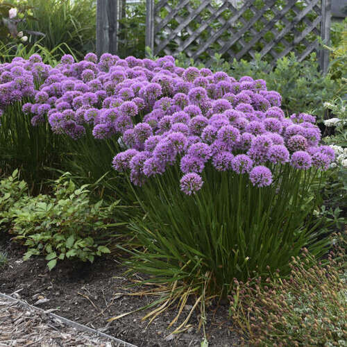 Allium Millenium - vaso Ø18 cm