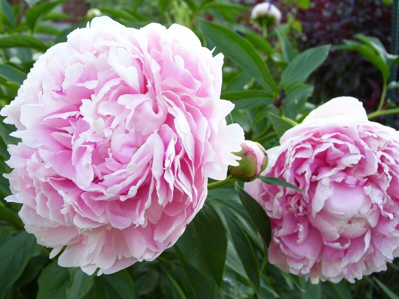 Peonia Erbacea, Paeonia lactiflora 'Sarah Bernhardt' - vaso 12 cm quadrato