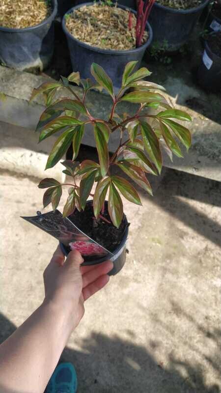 Peonia Erbacea, Paeonia lactiflora 'Sarah Bernhardt' - vaso 12 cm quadrato
