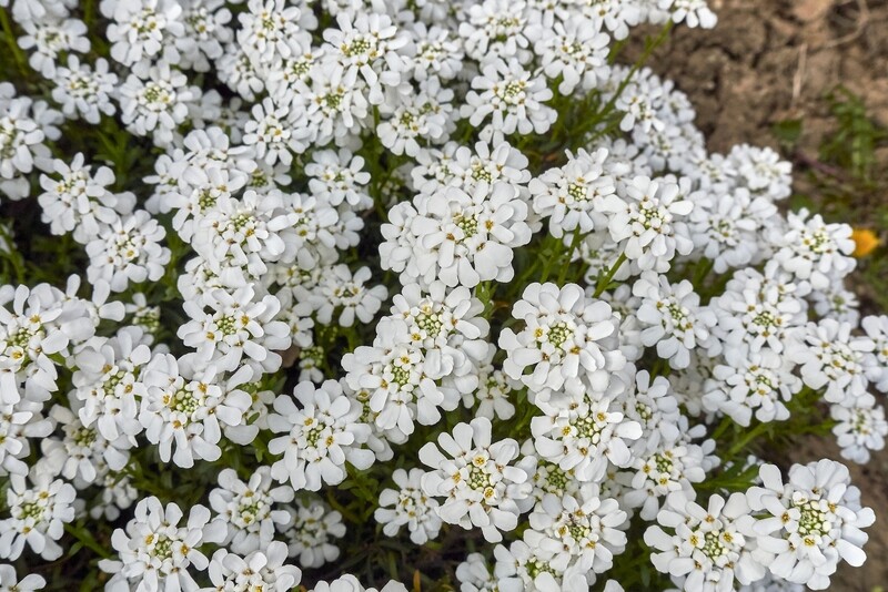 Iberis sempervirens - vaso Ø14 cm