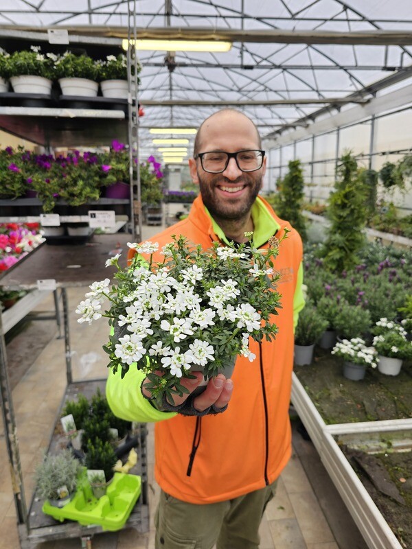 Iberis sempervirens - vaso Ø14 cm Iberis sempervirens - vaso Ø14 cm