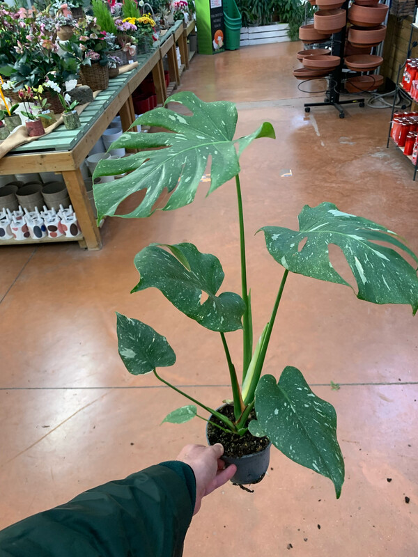 Monstera deliciosa 'Thai Constellation' - vaso Ø11,5 cm, h 25 cm