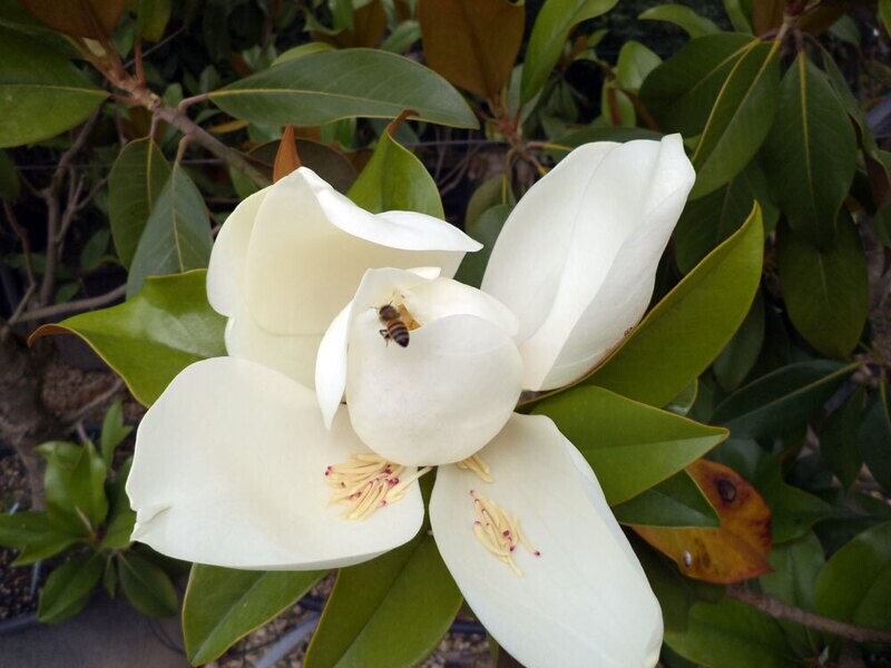 Magnolia Grandiflora 'Gallisoniensis' Cespuglio - vaso Ø40 cm, h 180-200 cm fuori vaso Magnolia Grandiflora 'Gallisoniensis' Cespuglio - vaso Ø40 cm, h 180-200 cm fuori vaso