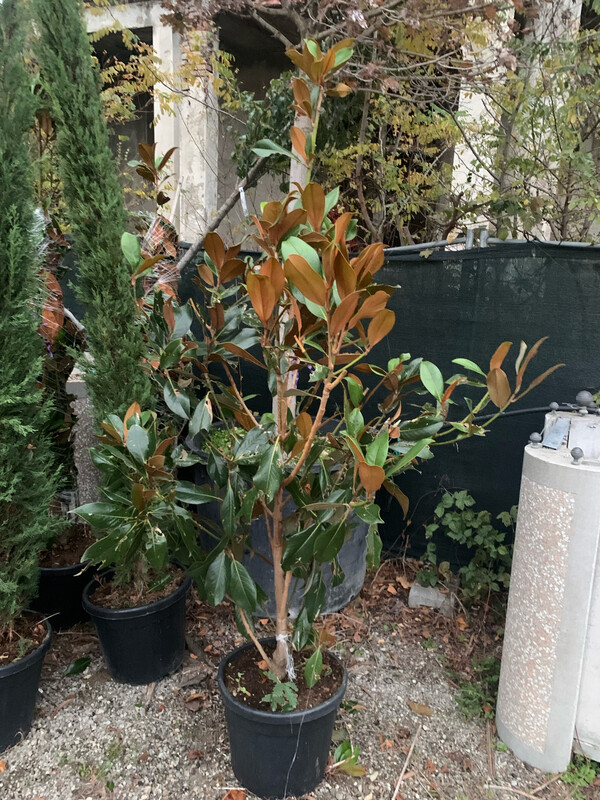 Magnolia Grandiflora 'Gallisoniensis' Cespuglio - vaso Ø40 cm, h 180-200 cm fuori vaso