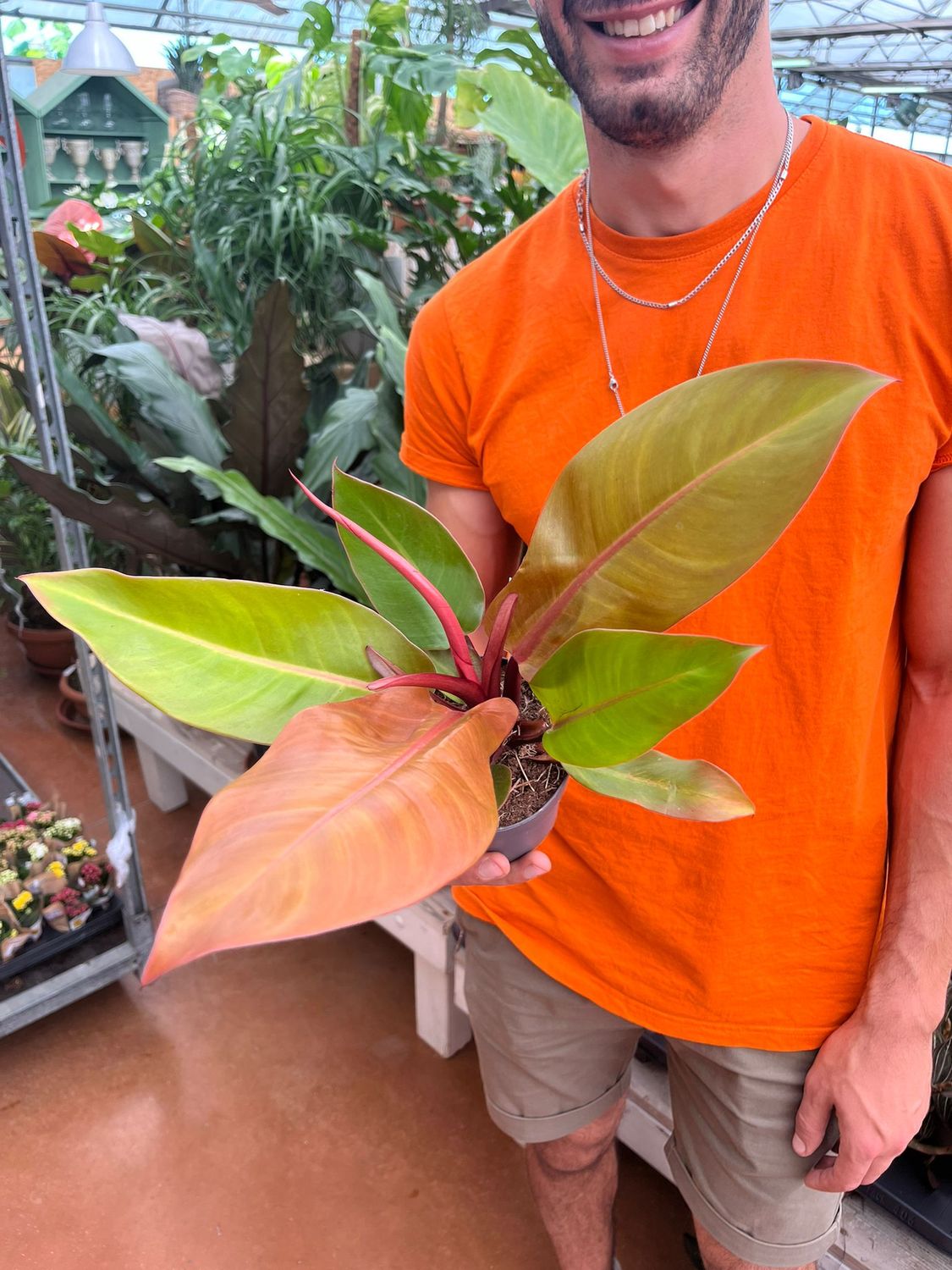 Philodendron 'Prince of Orange', Filodendro - vaso Ø12 cm Philodendron 'Prince of Orange', Filodendro - vaso Ø12 cm