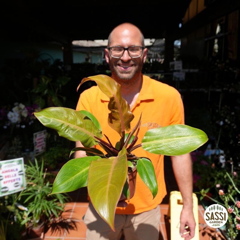 Philodendron 'Prince of Orange', Filodendro - vaso Ø12 cm