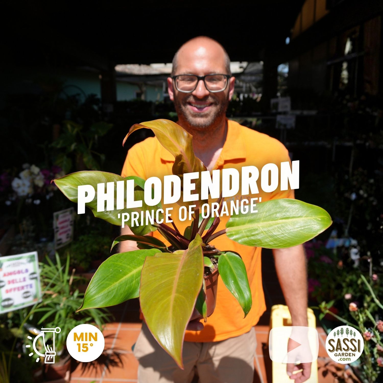 Philodendron 'Prince of Orange', Filodendro - vaso Ø12 cm