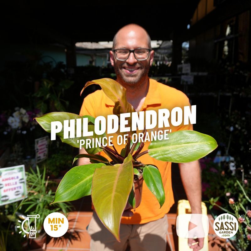 Philodendron 'Prince of Orange', Filodendro - vaso Ø12 cm Philodendron 'Prince of Orange', Filodendro - vaso Ø12 cm