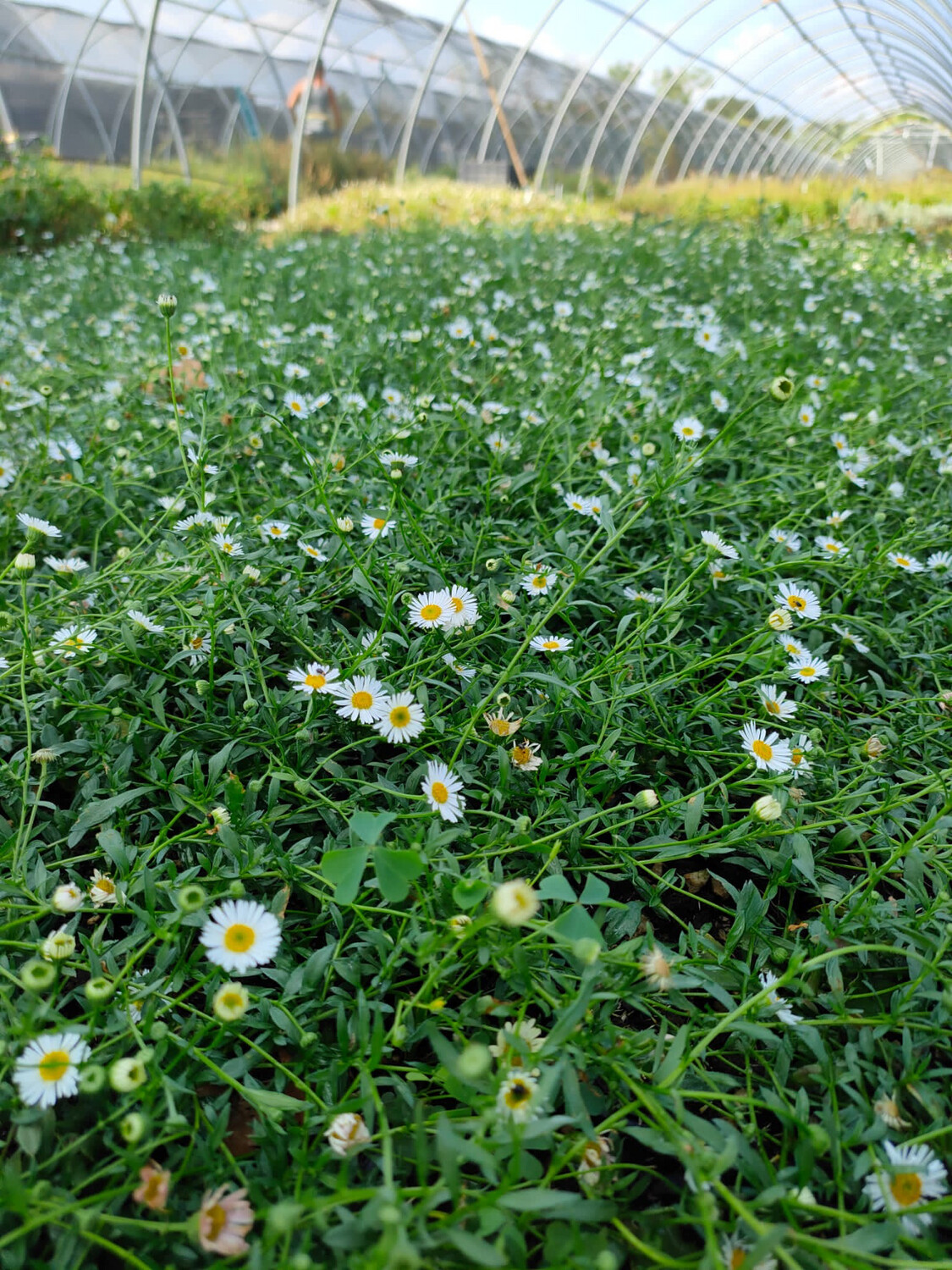 Erigeron karvinskianus - vaso Ø14 cm ( Vittadinia Triloba )
