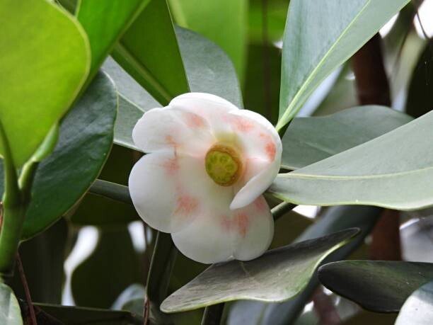 Clusia Rosea - vaso Ø12 cm, h 30