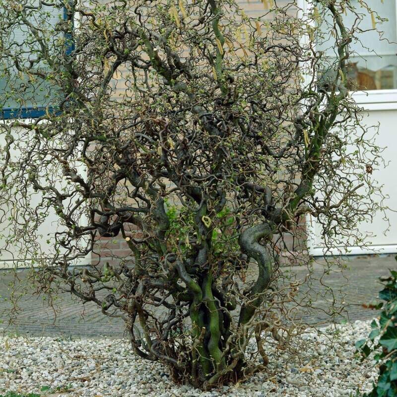 Corylus avellana 'Contorta', Nocciolo Contorto, alberetto - vaso Ø24 cm