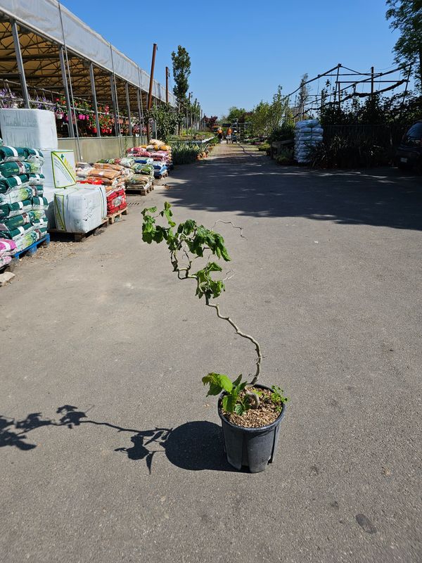 Corylus avellana 'Contorta', Nocciolo Contorto, alberetto - vaso Ø24 cm Corylus avellana 'Contorta', Nocciolo Contorto, alberetto - vaso Ø24 cm