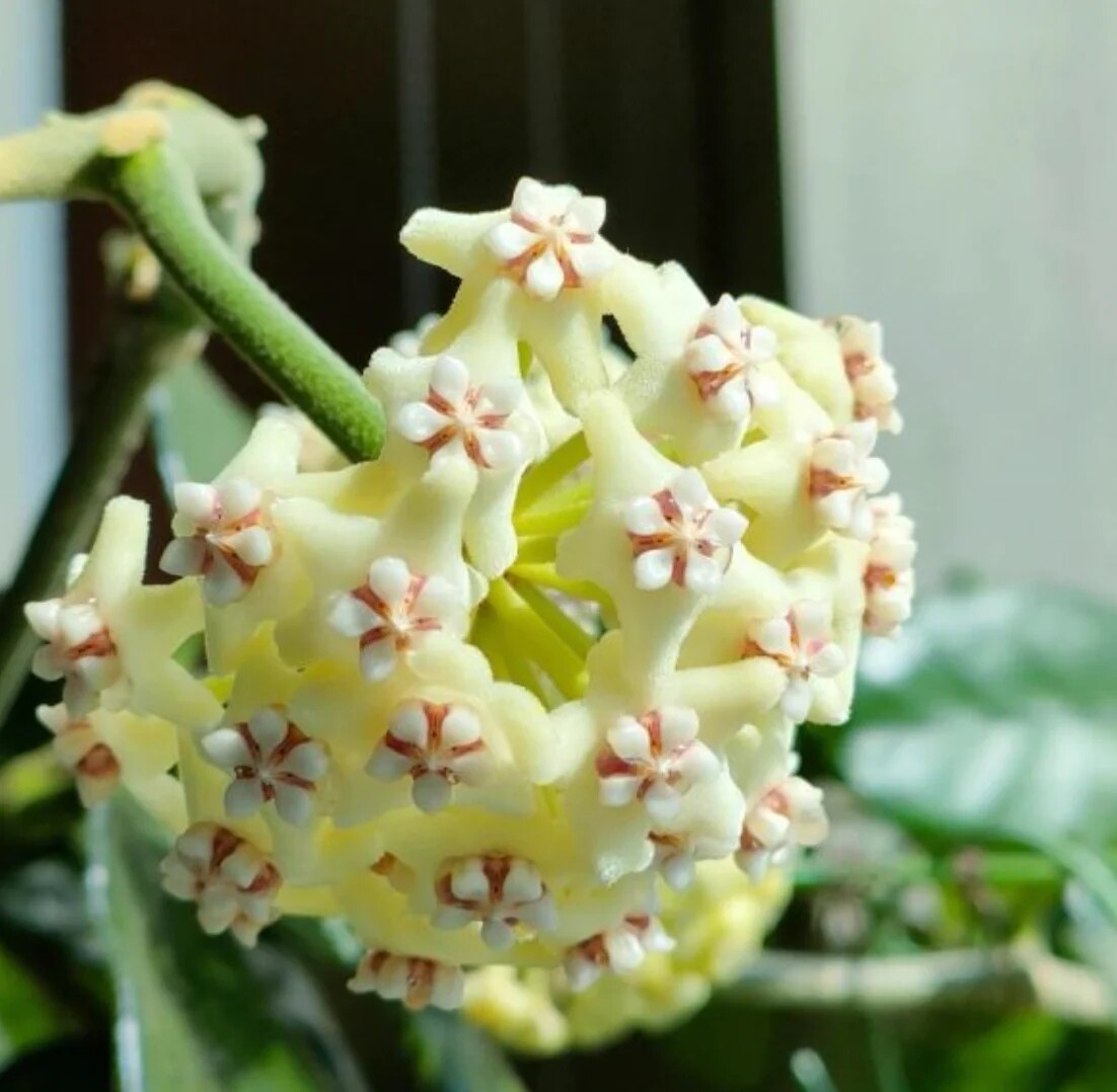 Hoya villosa, Hoya Pelosa - vaso Ø14 cm Hoya villosa, Hoya Pelosa - vaso Ø14 cm