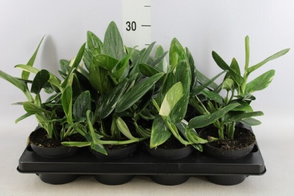 Philodendron 'Cobra', Monstera Standleyana - vaso Ø13 cm