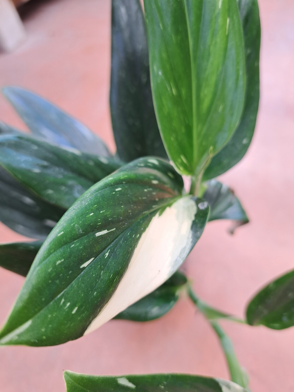 Philodendron 'Cobra', Monstera Standleyana - vaso Ø13 cm