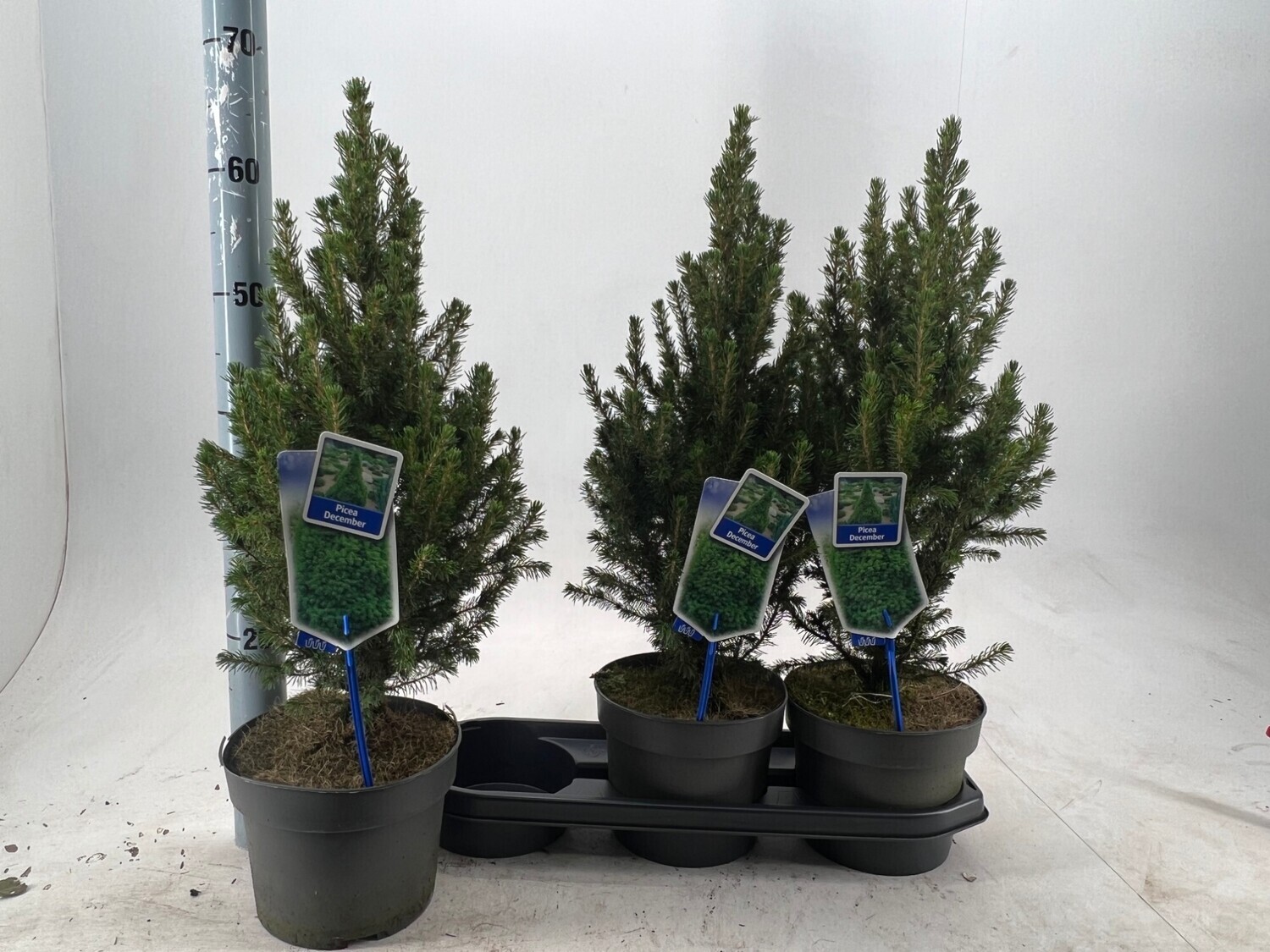 Picea glauca 'Conica' - vaso Ø17 cm, h 65 cm