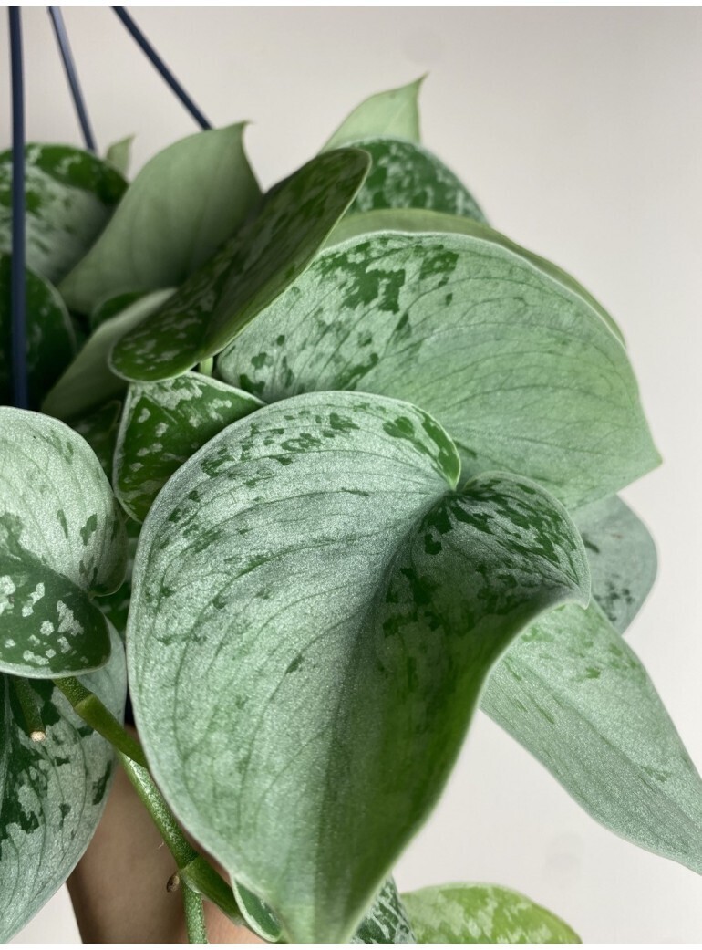Scindapsus Pictus 'Silvery Ann', Pothos, Potus, Potos, Epipremnum - vaso Ø8,5 cm Scindapsus Pictus 'Silvery Ann', Pothos, Potus, Potos, Epipremnum - vaso Ø8,5 cm