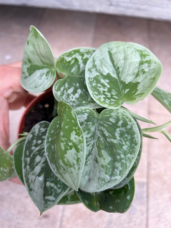 Scindapsus Pictus 'Silvery Ann', Pothos, Potus, Potos, Epipremnum - vaso Ø8,5 cm