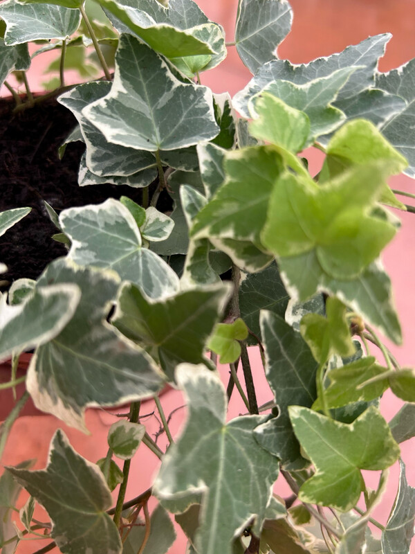 Hedera helix 'Eva' - vaso Ø12 cm