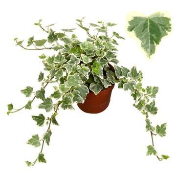 Hedera helix 'White Wonder' - vaso Ø12 cm