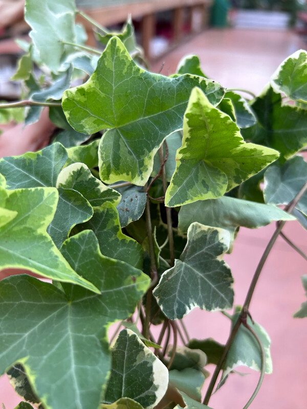 Hedera helix 'Goldchild' - vaso Ø12 cm