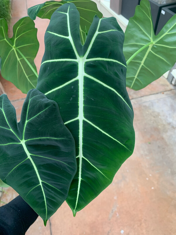 Alocasia micholitziana 'Frydek' - vaso Ø12 cm Alocasia micholitziana 'Frydek' - vaso Ø12 cm