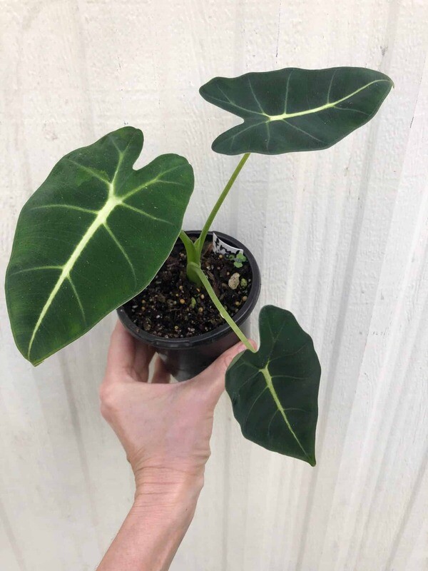 Alocasia micholitziana 'Frydek' - vaso Ø12 cm
