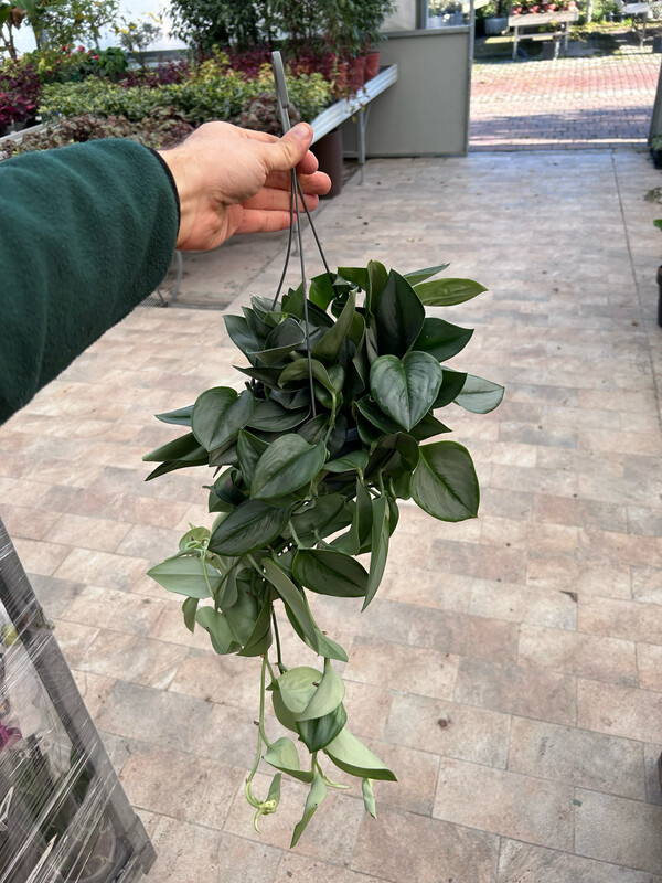Scindapsus 'Treubii Silver', Potus, Potos, Pothos, Photus - vaso Ø15 cm