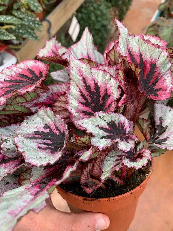 Begonia 'Evening Glow' - vaso Ø12 cm