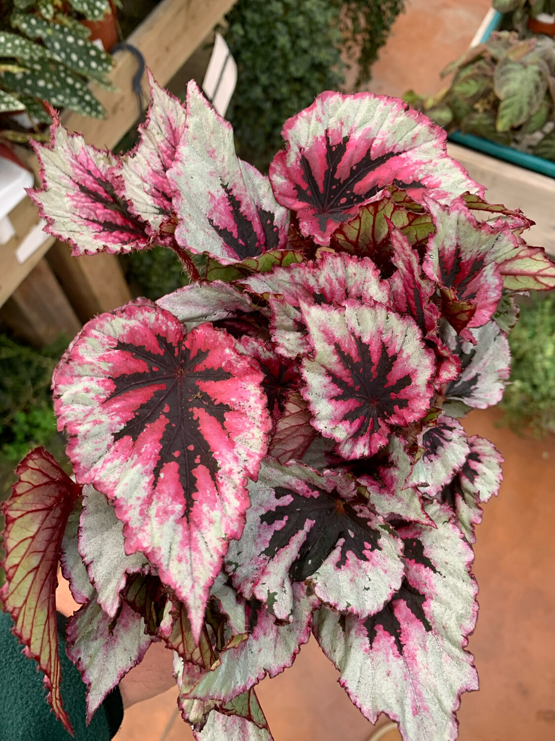 Begonia 'Evening Glow' - vaso Ø12 cm