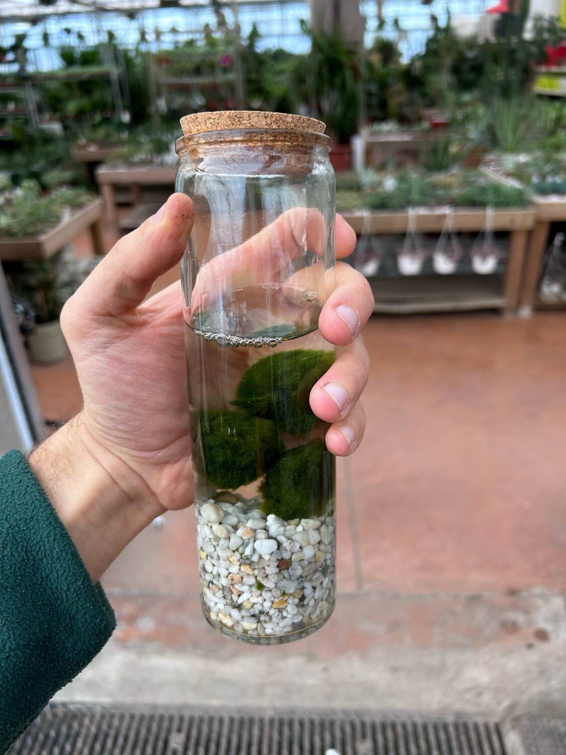 Marimo, Alga palla, Aegagropila linnaei - 3 palle piccole