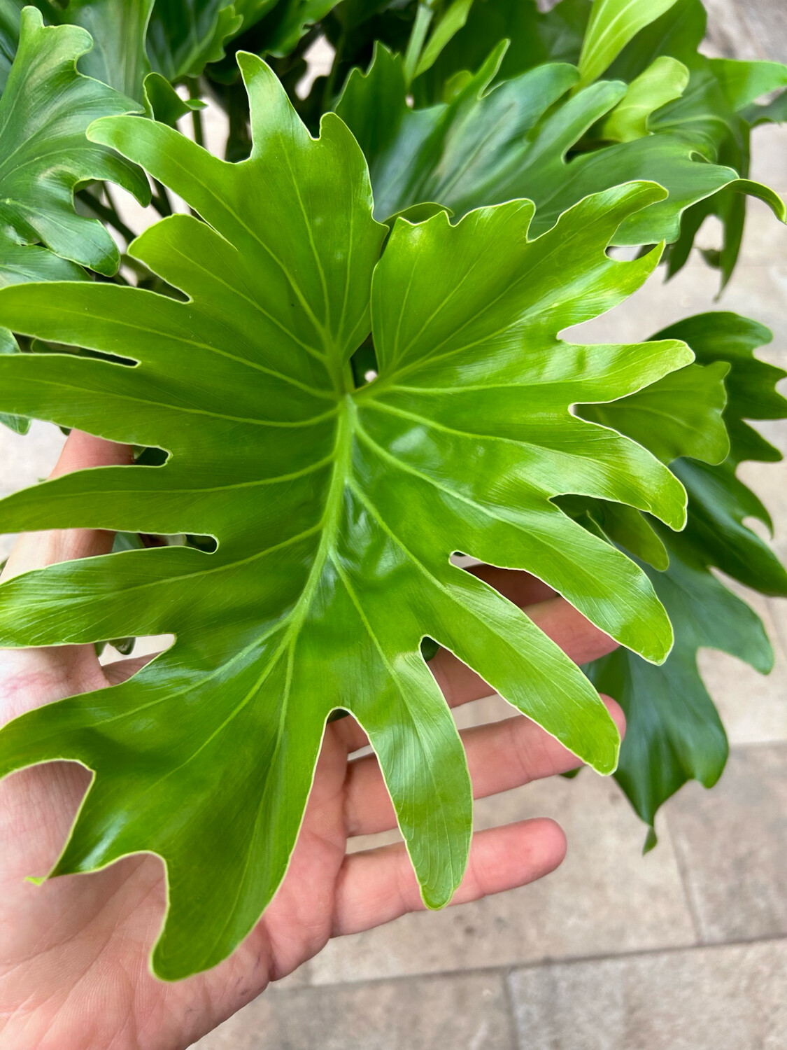 Philodendron bipinnatifidum 'Little Hope', lPhilodendron Selloum compatto, Filodendro - vaso Ø20 cm, h 70/80 cm Philodendron bipinnatifidum 'Little Hope', lPhilodendron Selloum compatto, Filodendro - vaso Ø20 cm, h 70/80 cm