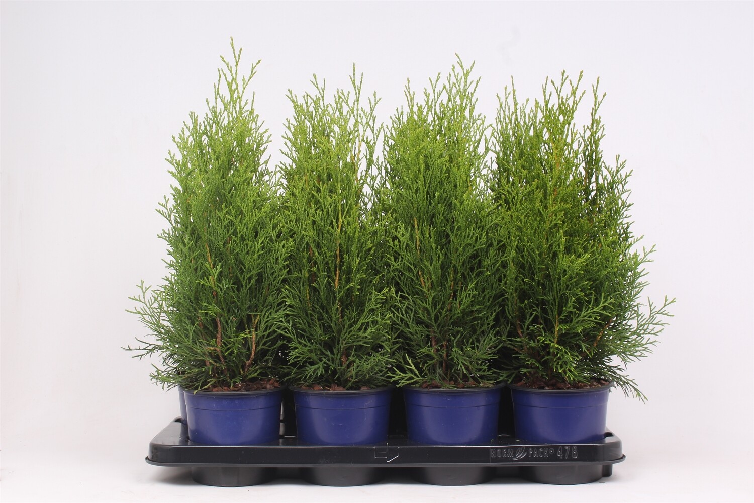 Thuja occidentalis 'Smaragd', Tuia 'Smaragd' - vaso Ø13 cm Thuja occidentalis 'Smaragd', Tuia 'Smaragd' - vaso Ø13 cm