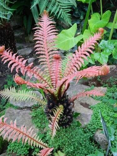 Felce da interno, Blechnum gibbum brasiliense 'Volcano' - vaso Ø12 cm