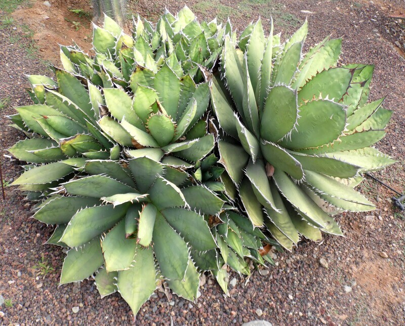 Agave titanota - vaso Ø13 cm Agave titanota - vaso Ø13 cm
