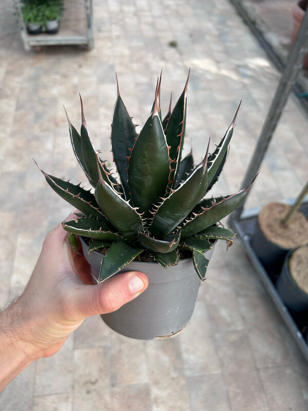 Agave titanota  - vaso Ø13 cm