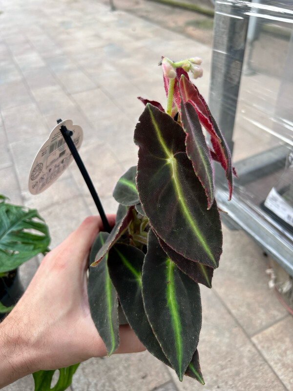 Begonia Listada - vaso Ø12 cm