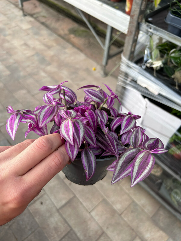 Tradescantia Pink Paradise, Erba Miseria, Tradescanzia - vaso Ø12 cm