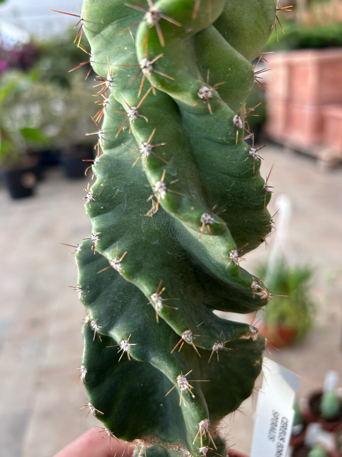 Cereus Spiralis, Cereus forbesii f. spiralis - vaso Ø10 cm h 20