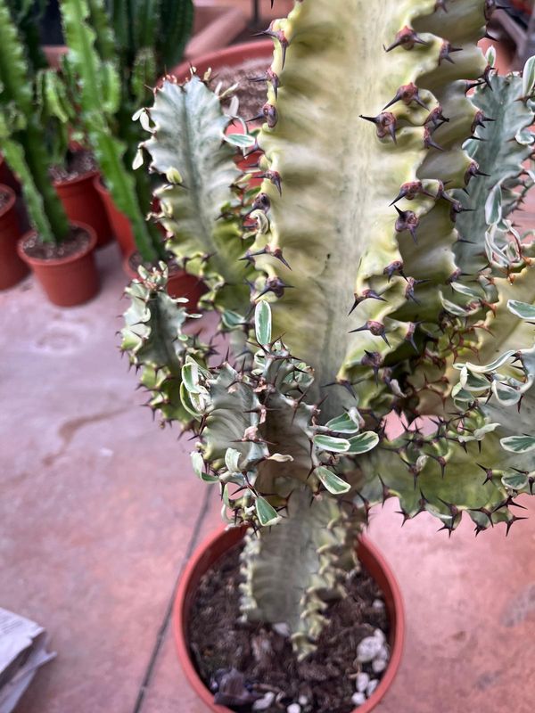 Euforbia Eritrea variegata, Euphorbia marmorata - vaso Ø19 cm, h 60 cm