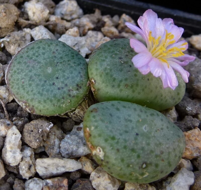 Conophytum Novicium - vaso Ø5,5 cm