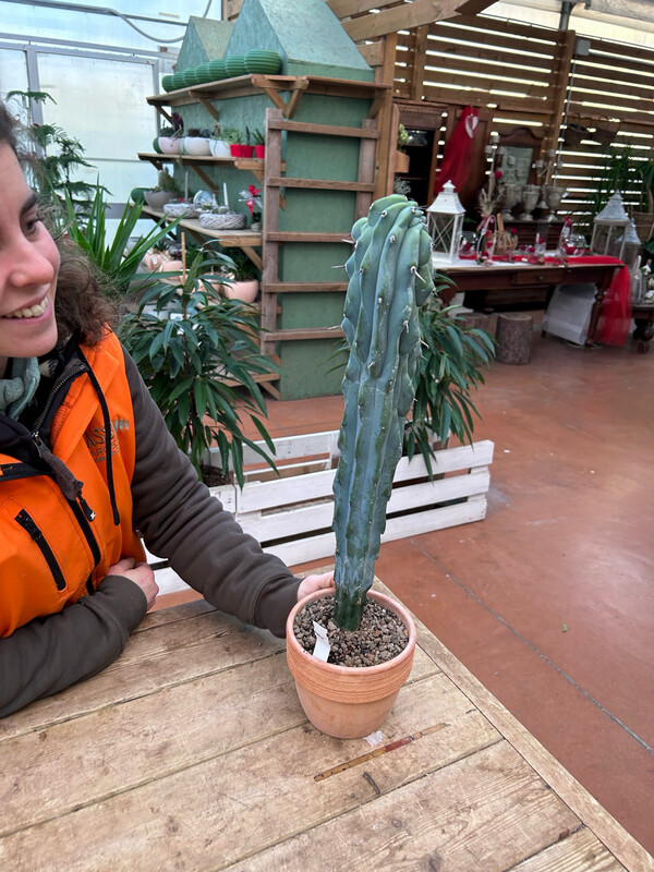 Myrtillocactus geometrizans forma cristata, Mirtillocactus crestato - vaso Ø22 cm h 40 cm