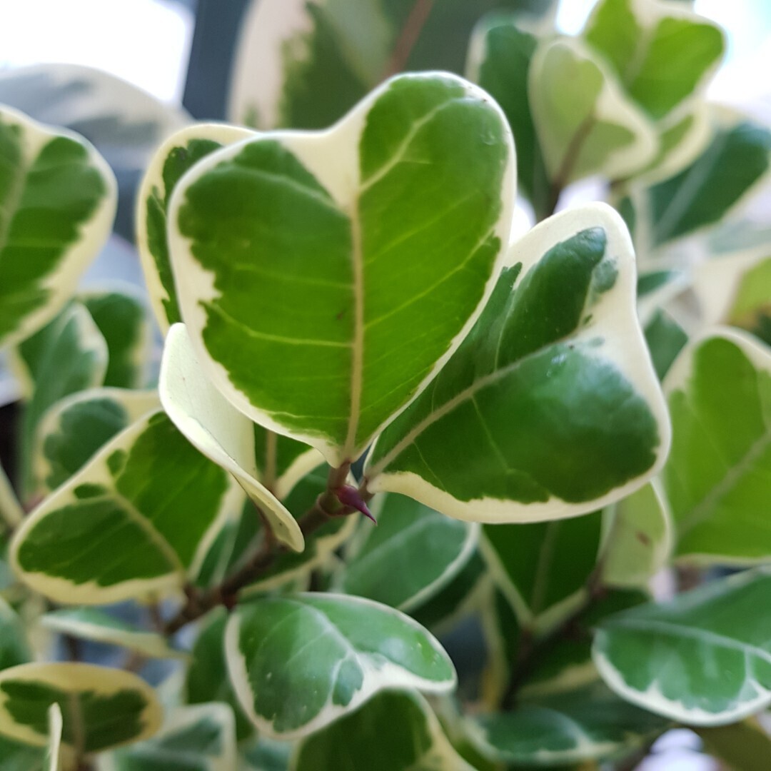 Ficus triangularis 'Sweetheart' - vaso Ø17 cm Ficus triangularis 'Sweetheart' - vaso Ø17 cm