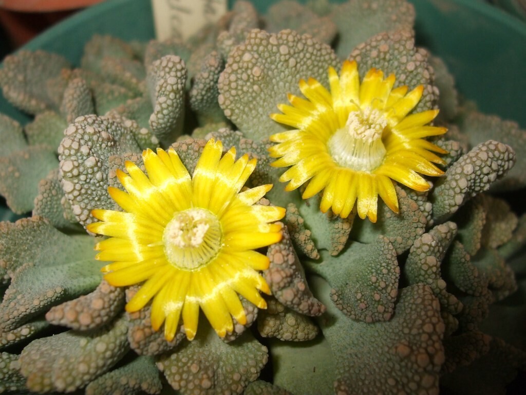 Titanopsis Calcarea, Aizoaceae - vaso Ø5.5 cm