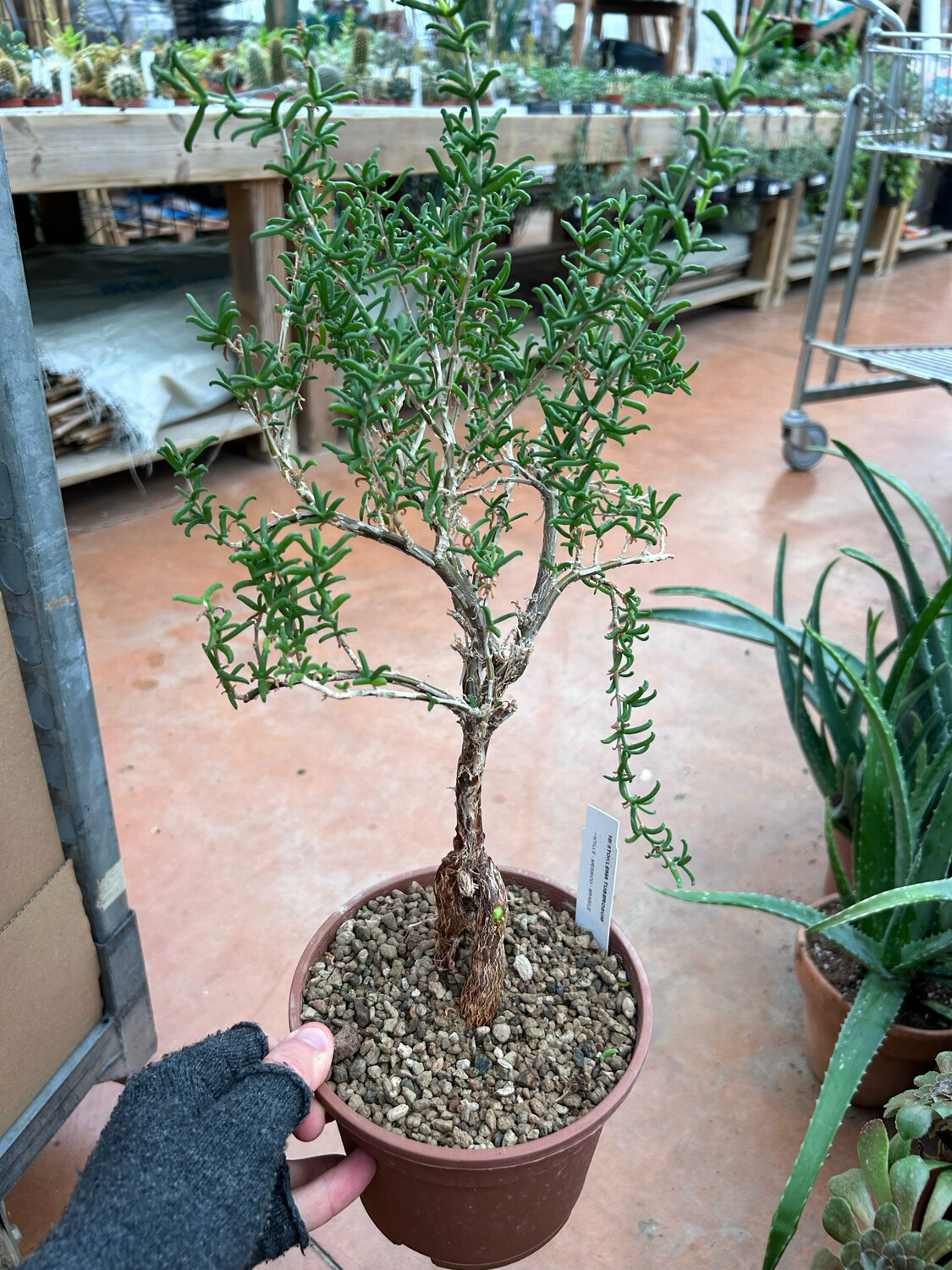 Mestoklema tuberosa - vaso Ø16 cm