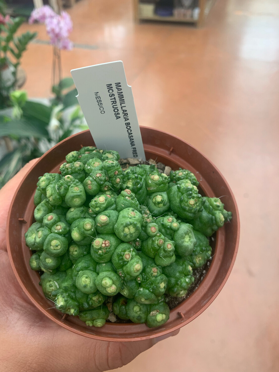 Mammillaria bocasana 'Monstruosa' - vaso Ø8 cm