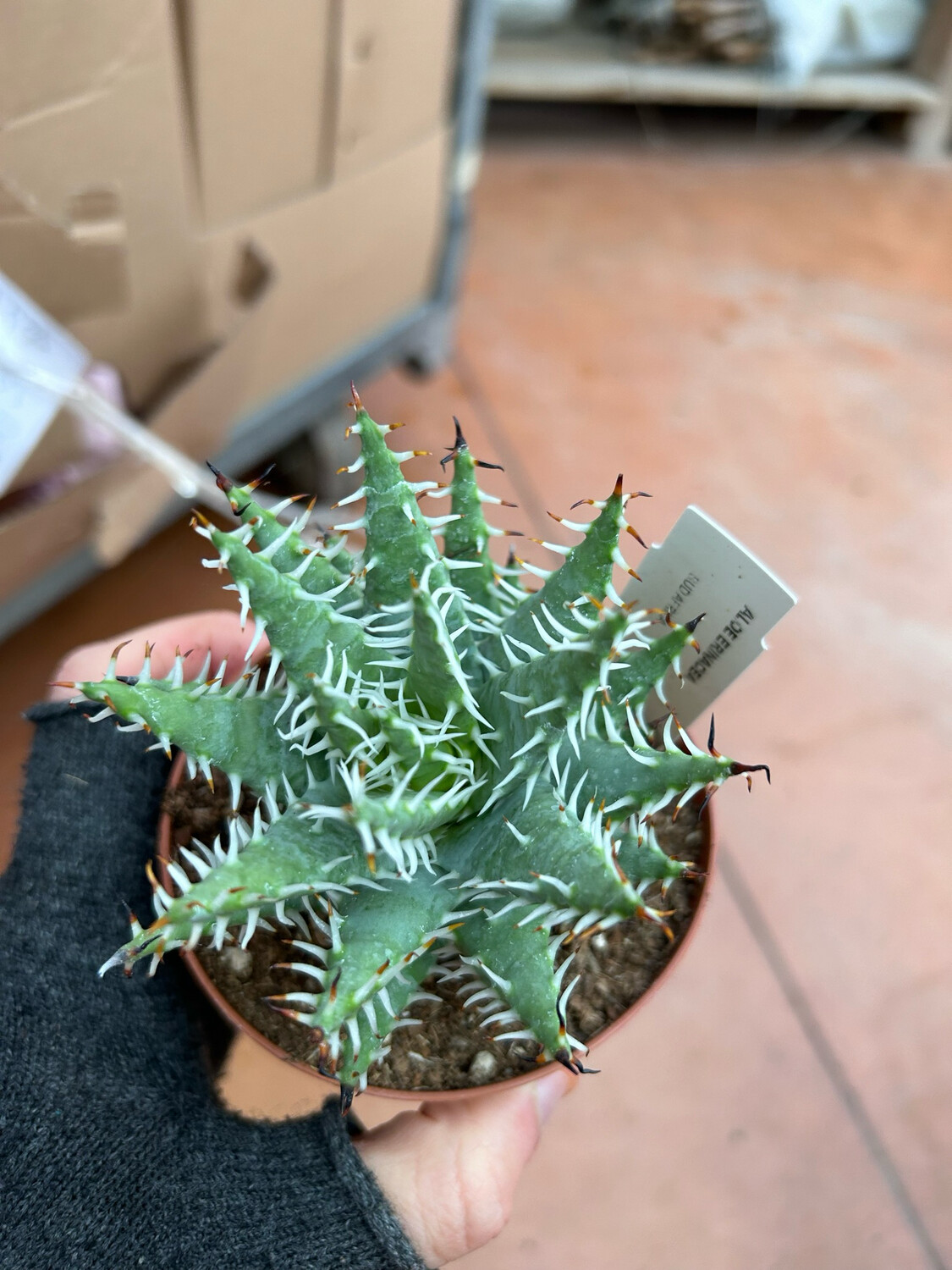 Aloe erinacea - vaso Ø10,5 cm Aloe erinacea - vaso Ø10,5 cm
