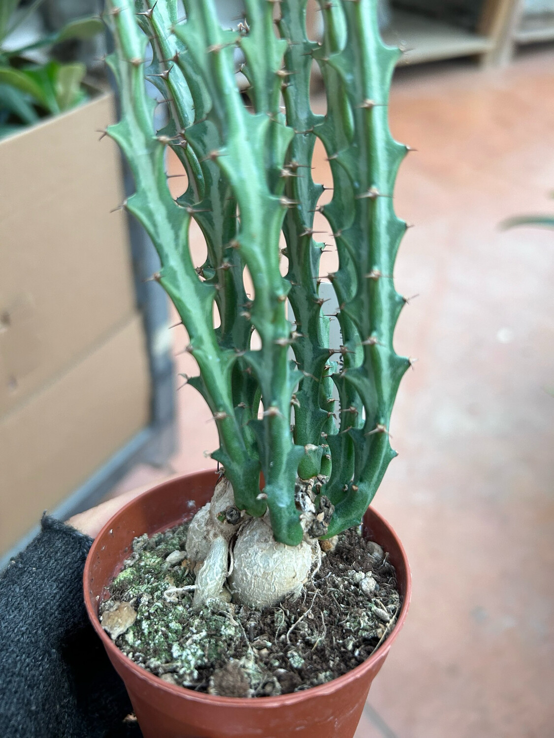 Euphorbia knutii, Euforbia di Knut - vaso Ø7.5 cm Euphorbia knutii, Euforbia di Knut - vaso Ø7.5 cm